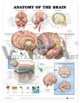 Anatomy of the Brain Anatomical Chart